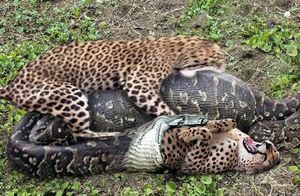 Видео: Питон напал на леопарда и другие самые удивительные битвы животных
