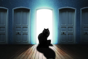 Хитроумная задача про кота за дверью: справится не каждый