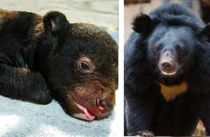 Видео: Мужчина думал, что купил щенка мастифа, а тот вырос в огромного черного медведя
