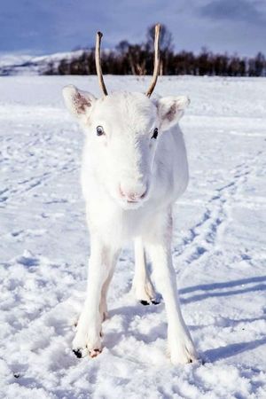 В Норвегии был замечен очень редкий белоснежный олененок
