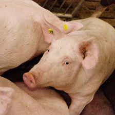 Немецкие исследователи будут разводить свиней для трансплантации человеческого сердца