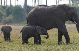 Почему дельта Окаванго, где живут 130 000 слонов, находится под угрозой исчезновения