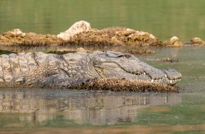 Видео: С какого расстояния магеры, болотные крокодилы, могут заметить дрон