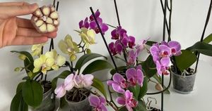 Орхидея выпустит сразу два цветоноса, и всё это — благодаря подкормке из чеснока