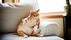 Как похудеть кота?!
