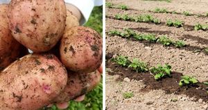 Картошка вырастет крупной, а урожай увеличится минимум в 2 раза благодаря эффективной подкормке