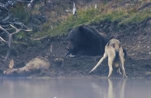 Видео: Как волк пытается украсть добычу у спящего медведя и другие любопытные кадры