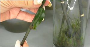 Размножение орхидеи фаленопсис. Получение детки на цветоносе — это реально!