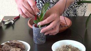 Как отсаживать деток орхидеи в домашних условиях