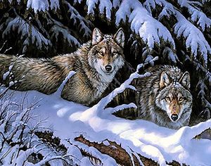 Братья-волки