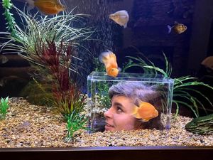 И кот доволен и рыбки целы: идеальный аквариум