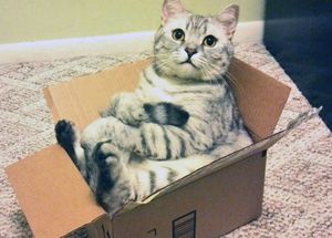 17 забавнейших фотографий, доказывающих, что коты поместятся в любую коробку