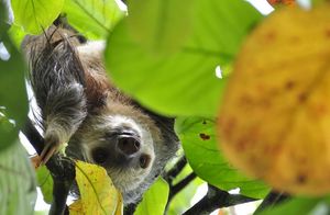 Почему ленивец стал любимчиком в Instagram