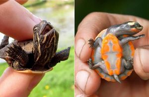 25 фото очаровательных черепах, доказывающих, какие это милые и забавные питомцы