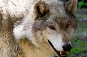 Видео: Почему охотники не трогают волков с белой меткой