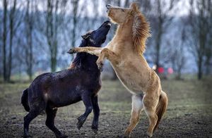 Фото дня: лошади тоже любят играть