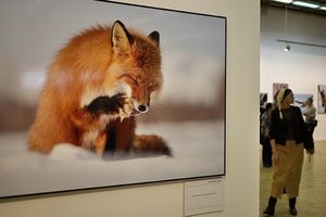 Более 450 снимков дикой природы покажут гостям фестиваля «Первозданная Россия» в Новой Третьяковке