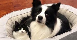 Самый милый дуэт: кот и собака — неразлучные друзья с почти одинаковым окрасом шерсти