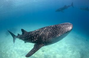 Радушные китовые акулы и еще 11 морских существ, которые дружат с человеком