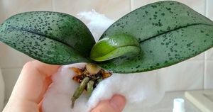 Нарастите корни орхидеи с помощью обыкновенной ваты. Рабочий и практичный метод