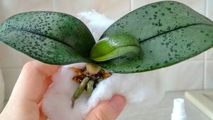 Как нарастить корни орхидеи при помощи обыкновенной ваты
