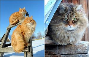 «Кошландия»: 25 фотографий о жизни большой семьи сибирских кошек