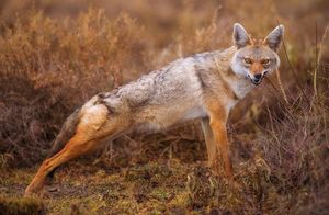 Видео: Почему именно койотов считают самыми умными хищниками на планете