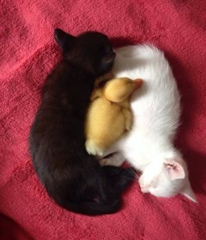 Кошки инь и ян: чёрное и белое (19 фото)