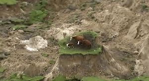 Коровы после землятресения 7,8 балла в Новой Зеландии