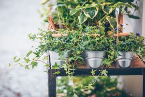 Польза чеснока для здоровья комнатных растений