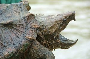 Видео: На что способна аллигаторовая черепаха, и почему с ней лучше не связываться