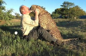 16 фото гепарда, который ведет себя со своим спасителем как огромный ласковый котенок