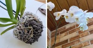 Красивая идея, как посадить орхидею не в горшок. Украсьте свой сад прекрасными орхидеями