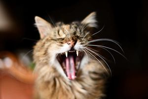 «По-мартовски»: врач объяснил, почему коты в Москве начали «кричать»