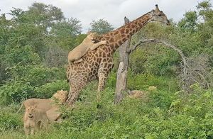 Видео: Когда жираф превращается из безобидного животного в опасного зверя
