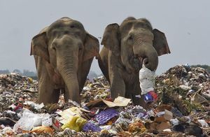 Видео: Пластик, люди или власти виновны в гибели слонов на Шри-Ланке