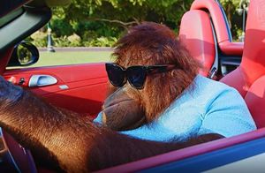Суперумный орангутан из Дубая: водит авто, катается на скейте и играет на укулеле