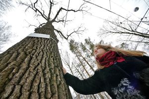 Тургеневский дуб представит Россию на международном конкурсе «Европейское дерево года – 2022»