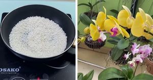 Подкормка из обыкновенного белого риса — находка для орхидеи! Цветение будет пышным и продолжительным