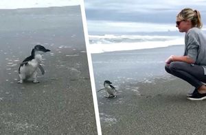 Видео: Пингвин снова увидел море и трогательно попрощался со своим спасителем