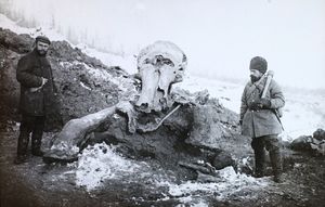 Раскопки Берёзовского мамонта, 1901 год, Средне–Колымск