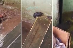 Люди сняли, что делала крыса во время наводнения, и прониклись к ней большим уважением