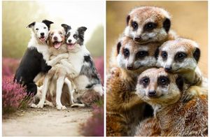 Поднимаем настроение: 20 трогательных фотографий с обнимающимися животными