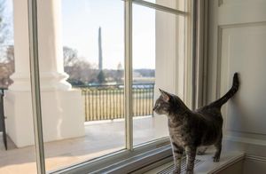 Яркая история кошек в Белом доме: любимцы президентов
