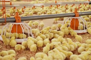 Чем очистить курицу от антибиотиков и гормонов