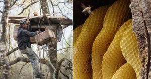 Охотники за медом: Как бортники украинского Полесья сохранили древний промысел