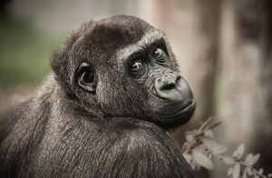 Как путешествия влияют на умственные способности шимпанзе