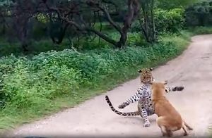 Видео: Ужин сам пришел — собаки попытались напасть на ягуара, но он только рад этому