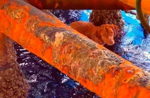 Видео: Нефтяники впали в ступор, когда увидели в воде собаку, в 200 км от берега