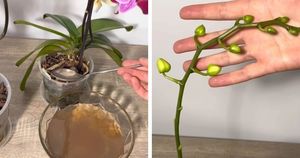 Жидкая натуральная подкормка: орхидея похорошеет на глазах, нарастит корни, а цветение будет красивым и продолжительным